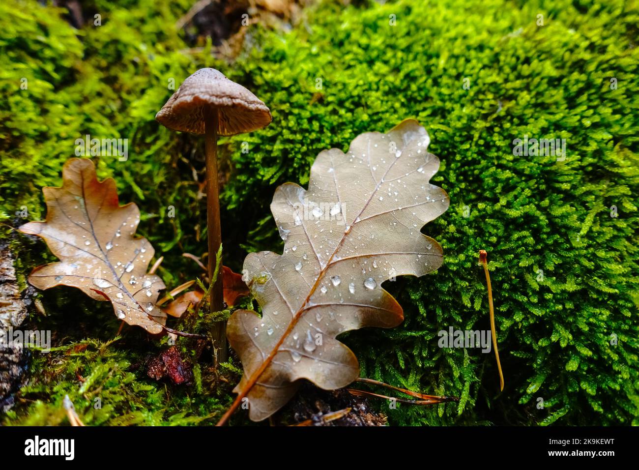 two leaves with a single mushroom on green moss Stock Photo