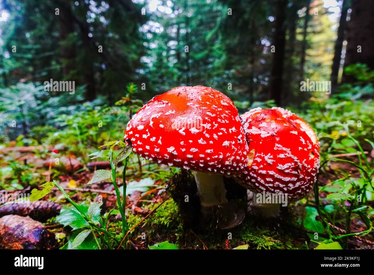 two fly agaric mushrooms standing close to each other in the forest Stock Photo