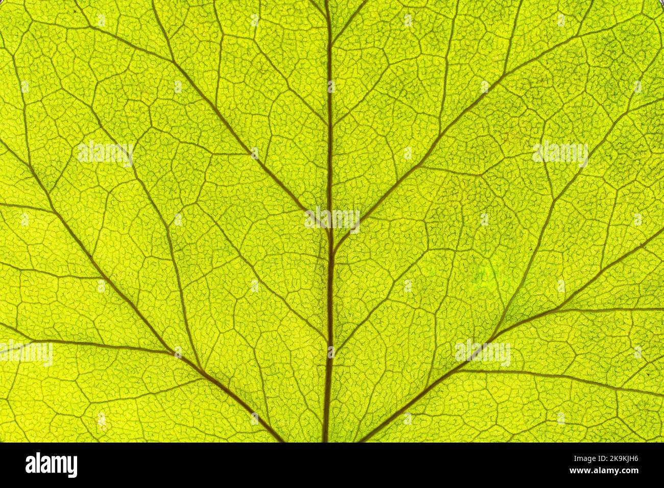 Close up detail of a beautiful backlit green leaf showing veins and cellular structure patterns. Stock Photo