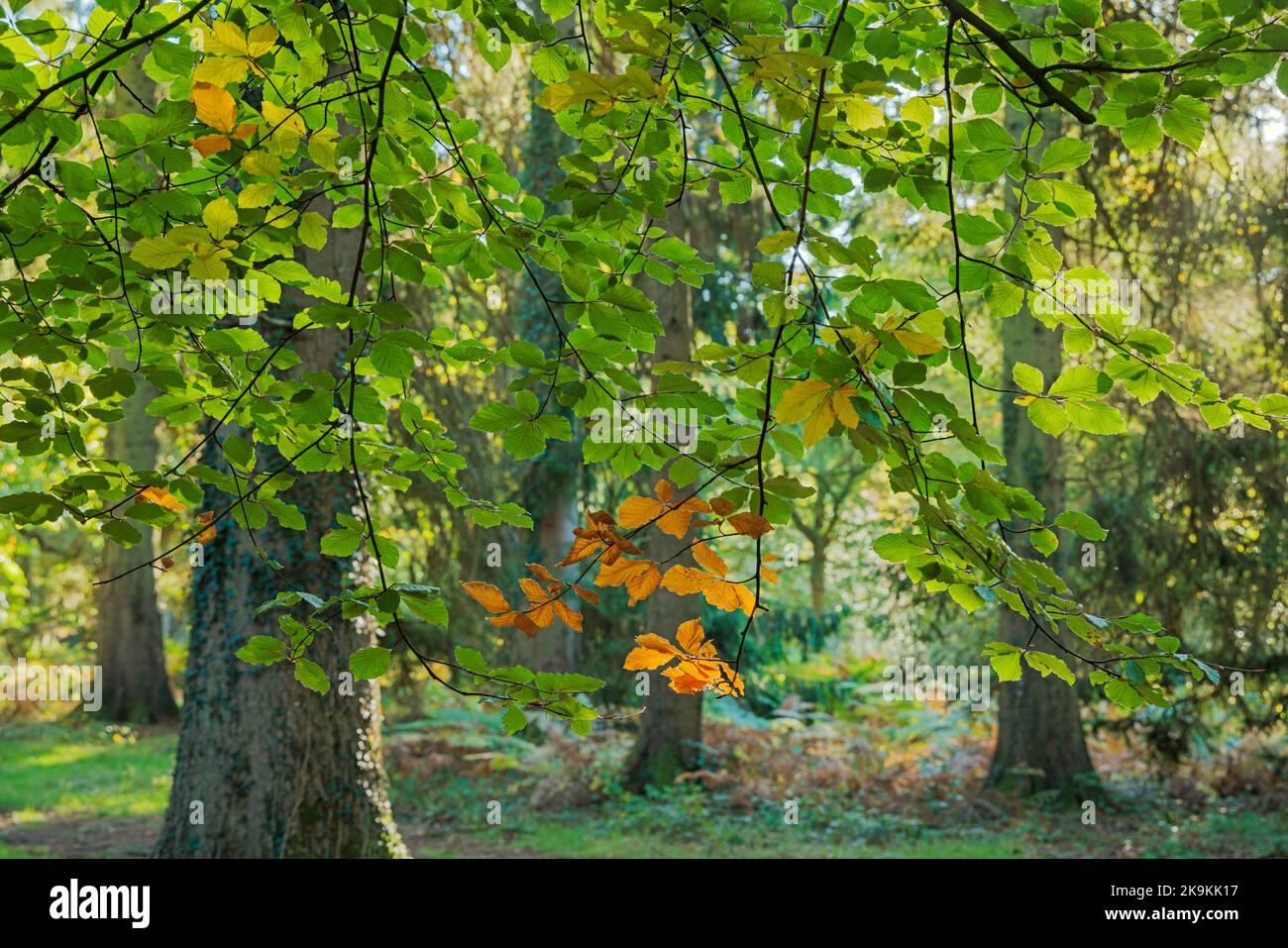 Early autumn in the Forest of Dean, Gloucestershire. Stock Photo