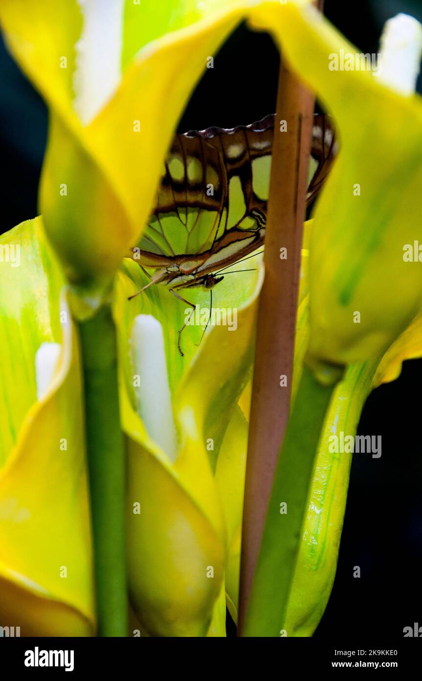Neotropical brush footed Malachite butterfly at the Schmetterlinghaus