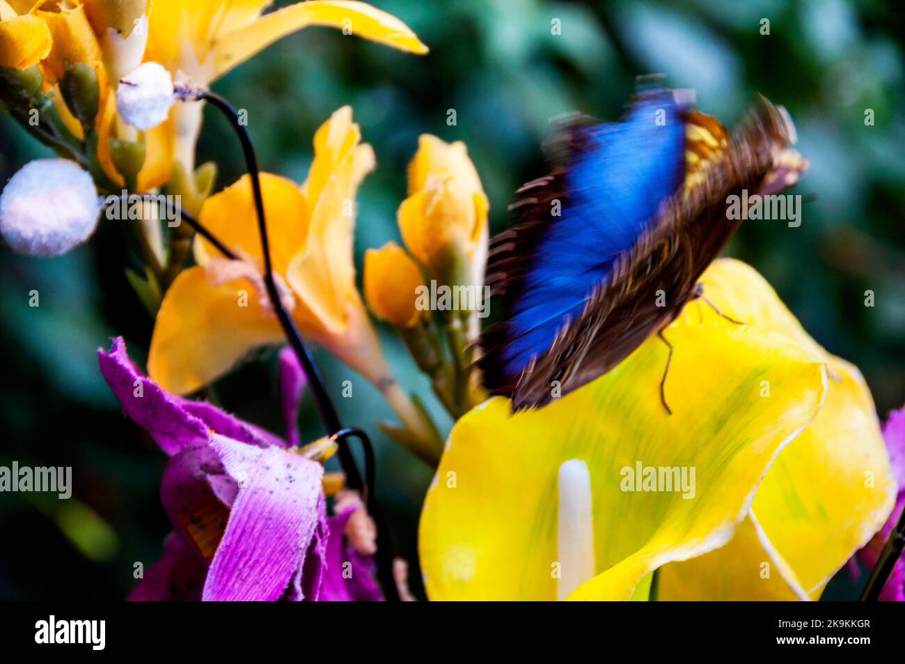 The colorful Menelaus blue morpho butterfly at Schmetterlinghaus Art