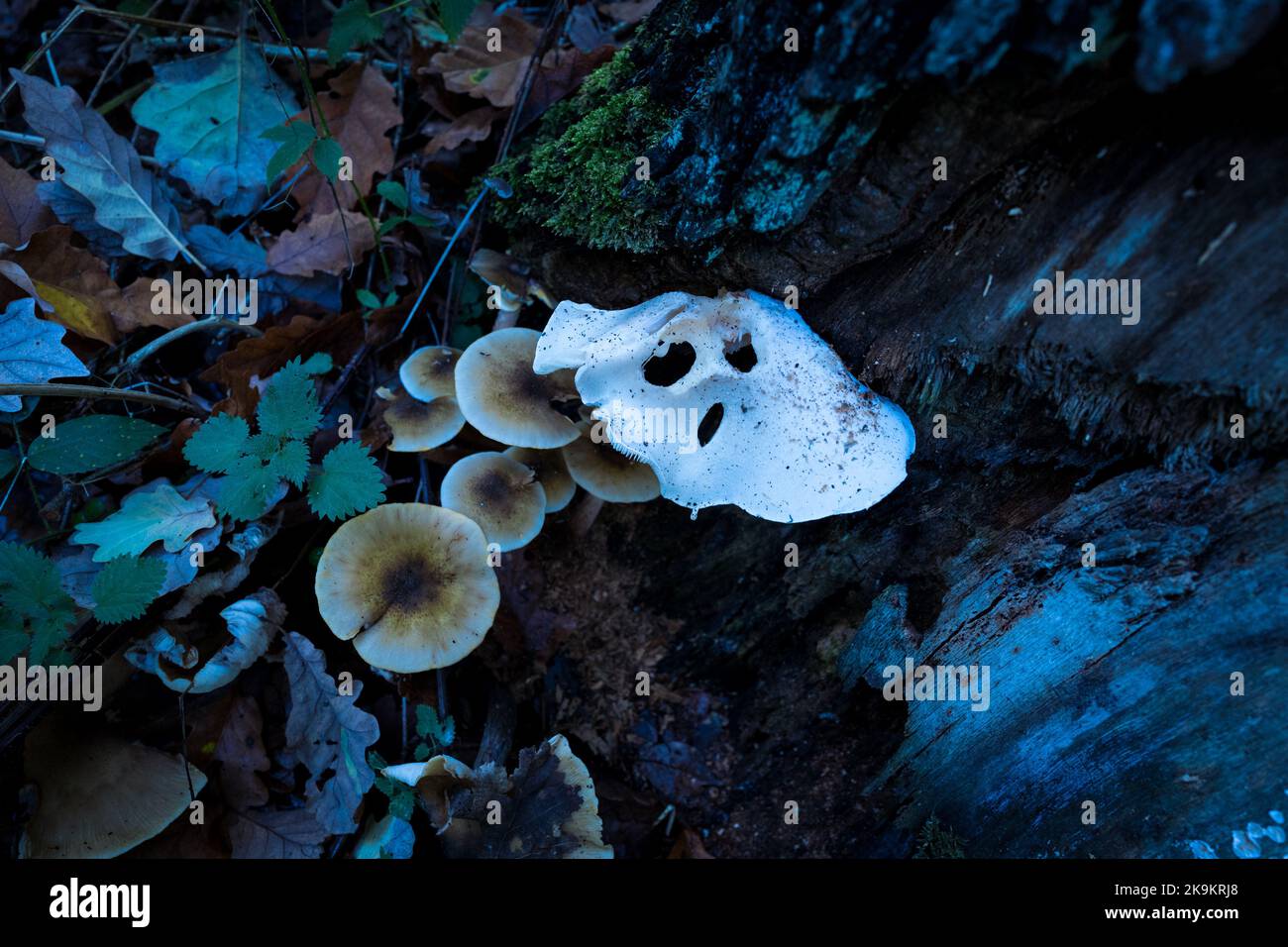 Oyster Mushroom (Pleurotus ostreatus) Stock Photo