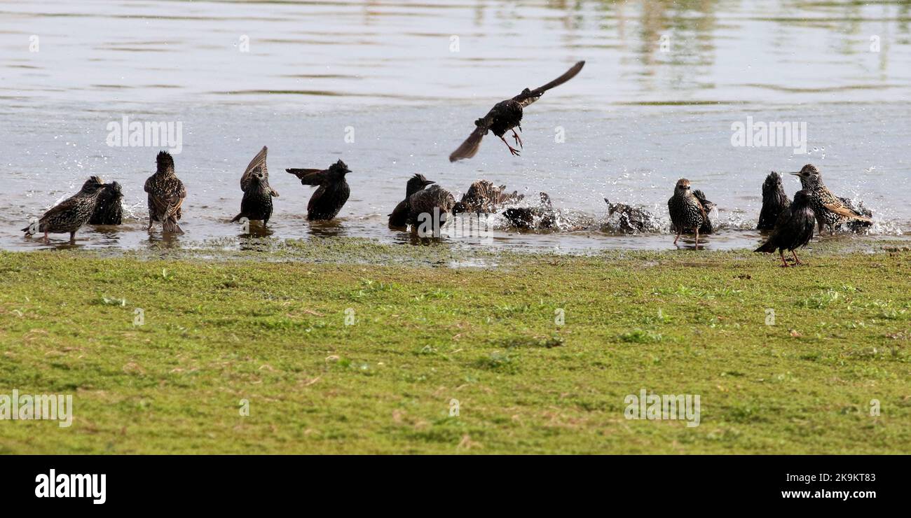 Starlings washing in the lake edge Stock Photo