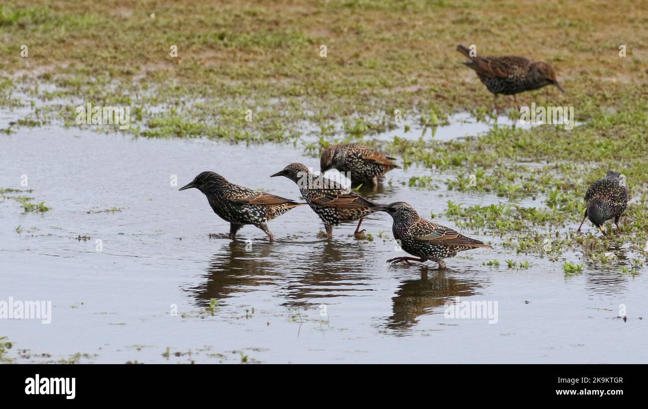 Starlings feeding on the marshy lake perimeter Stock Photo