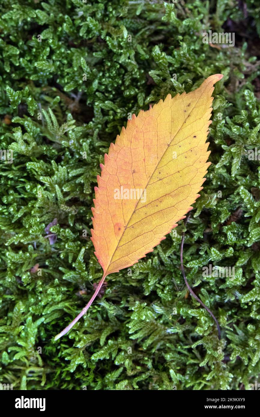 Colourful Flame Shaped Leaf on Moss, EU Stock Photo