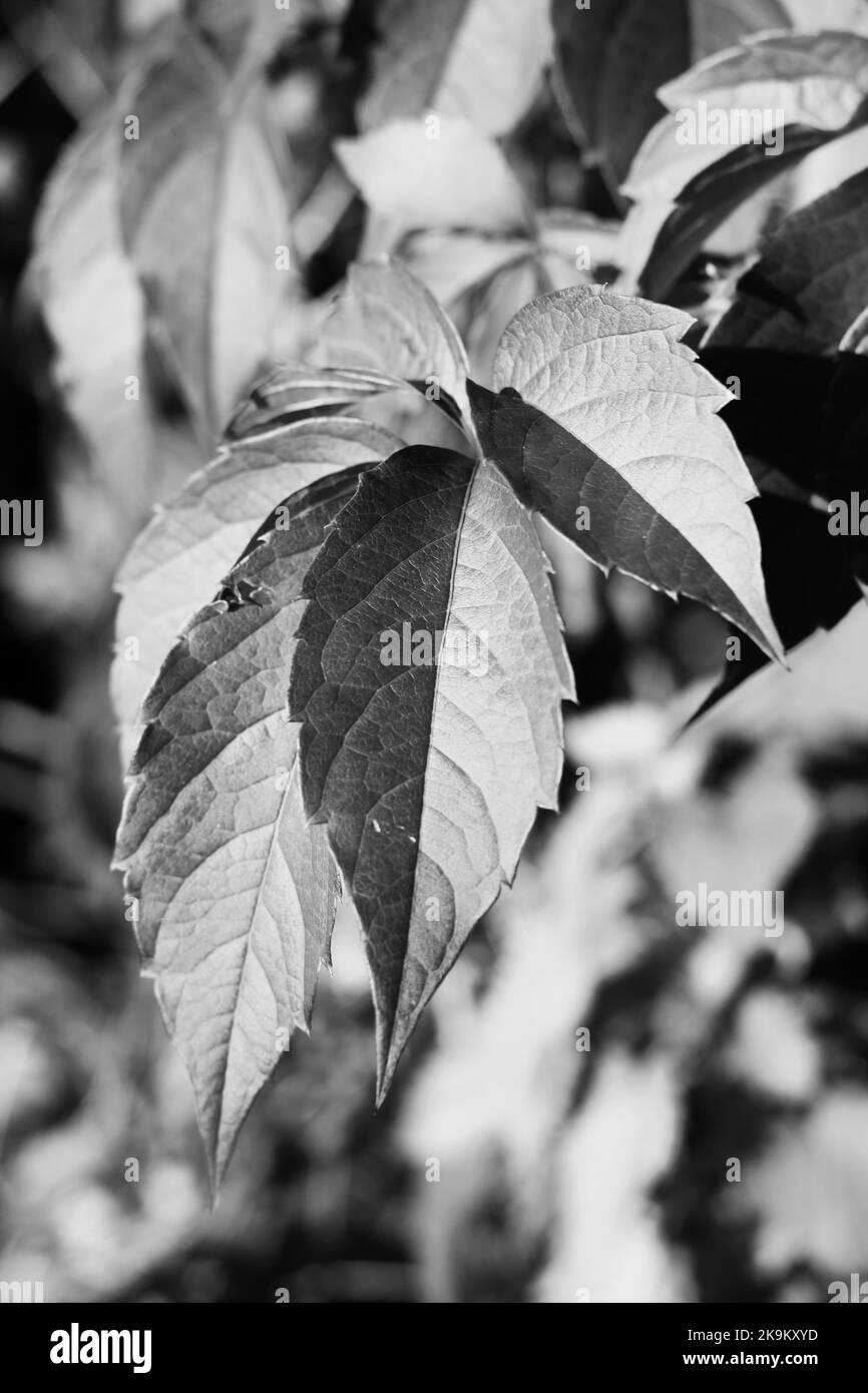 Poison oak vines climbing the metal fence in a black and white