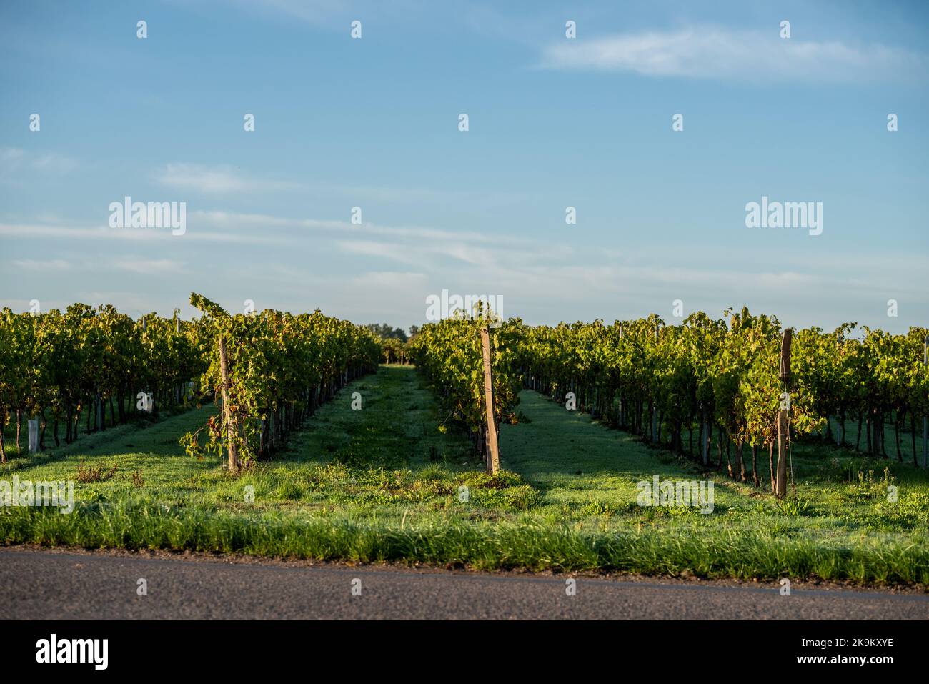 Lachaise, October 22nd 2022: Vines in the Charente Stock Photo