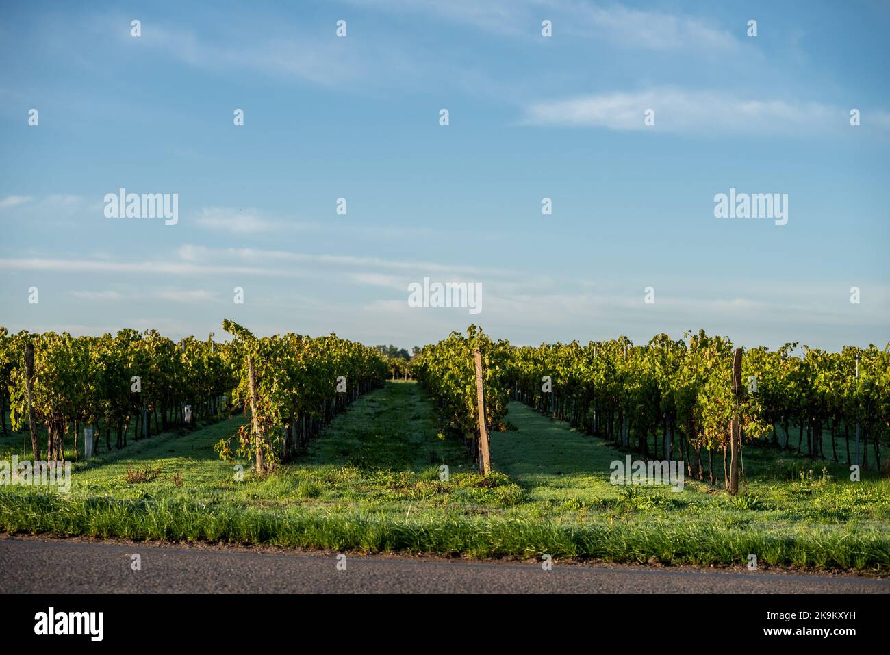 Lachaise, October 22nd 2022: Vines in the Charente Stock Photo