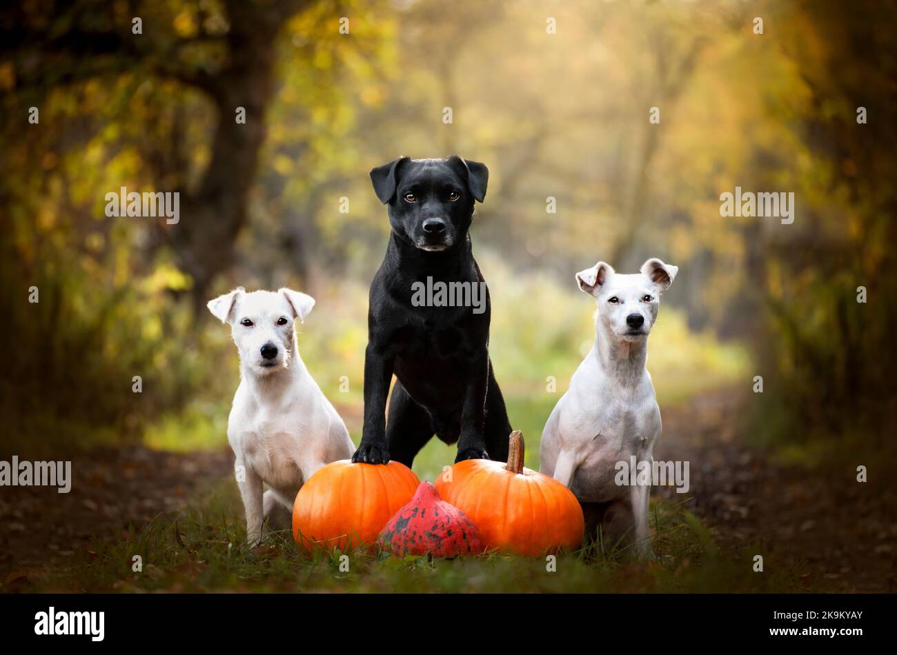 Patterdale terrier and Jack Russell. Autumn portrait of terrier dogs. Halloween Stock Photo