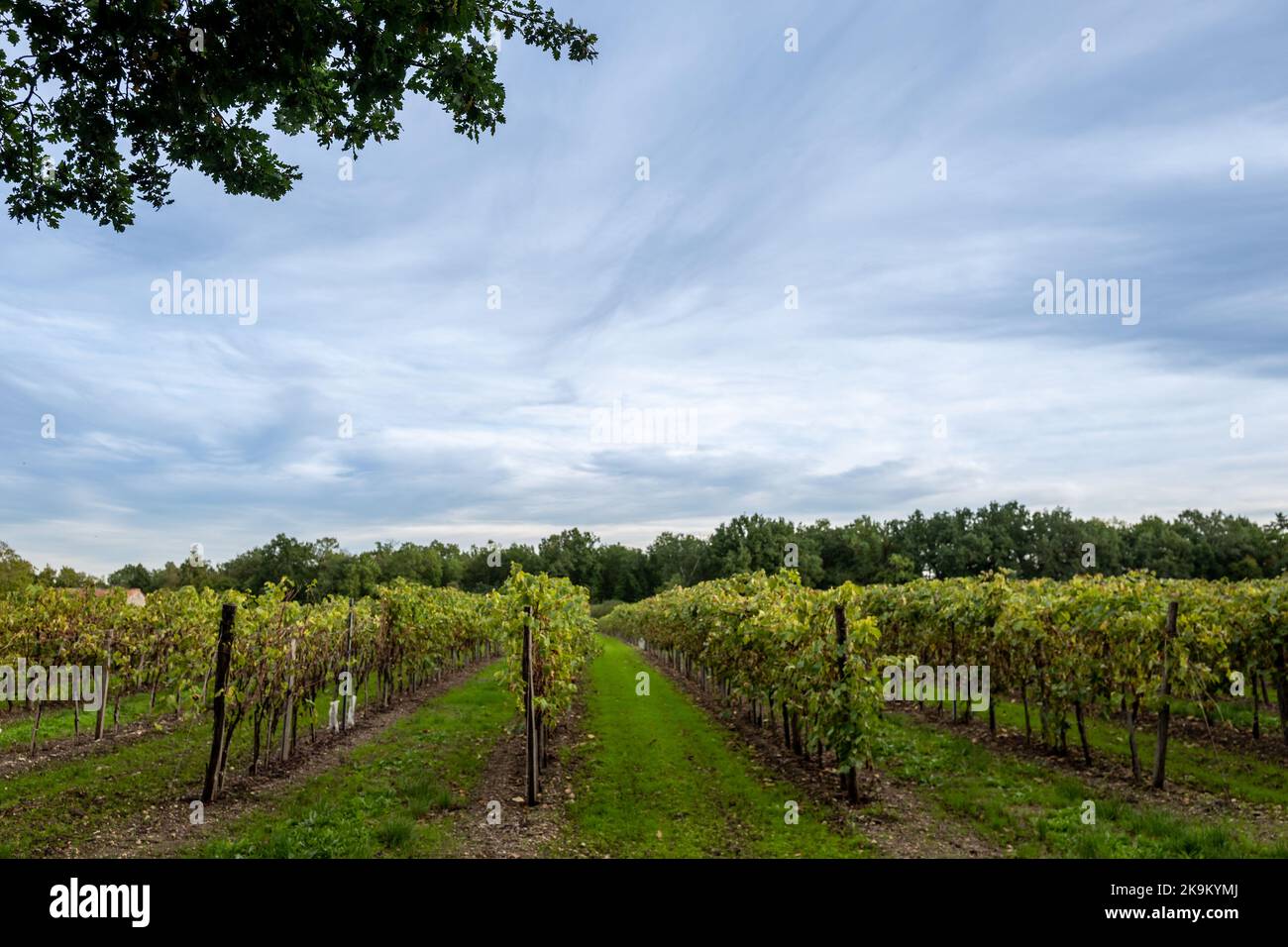 Lachaise, October 22nd 2022: Vines in the Charente Stock Photo