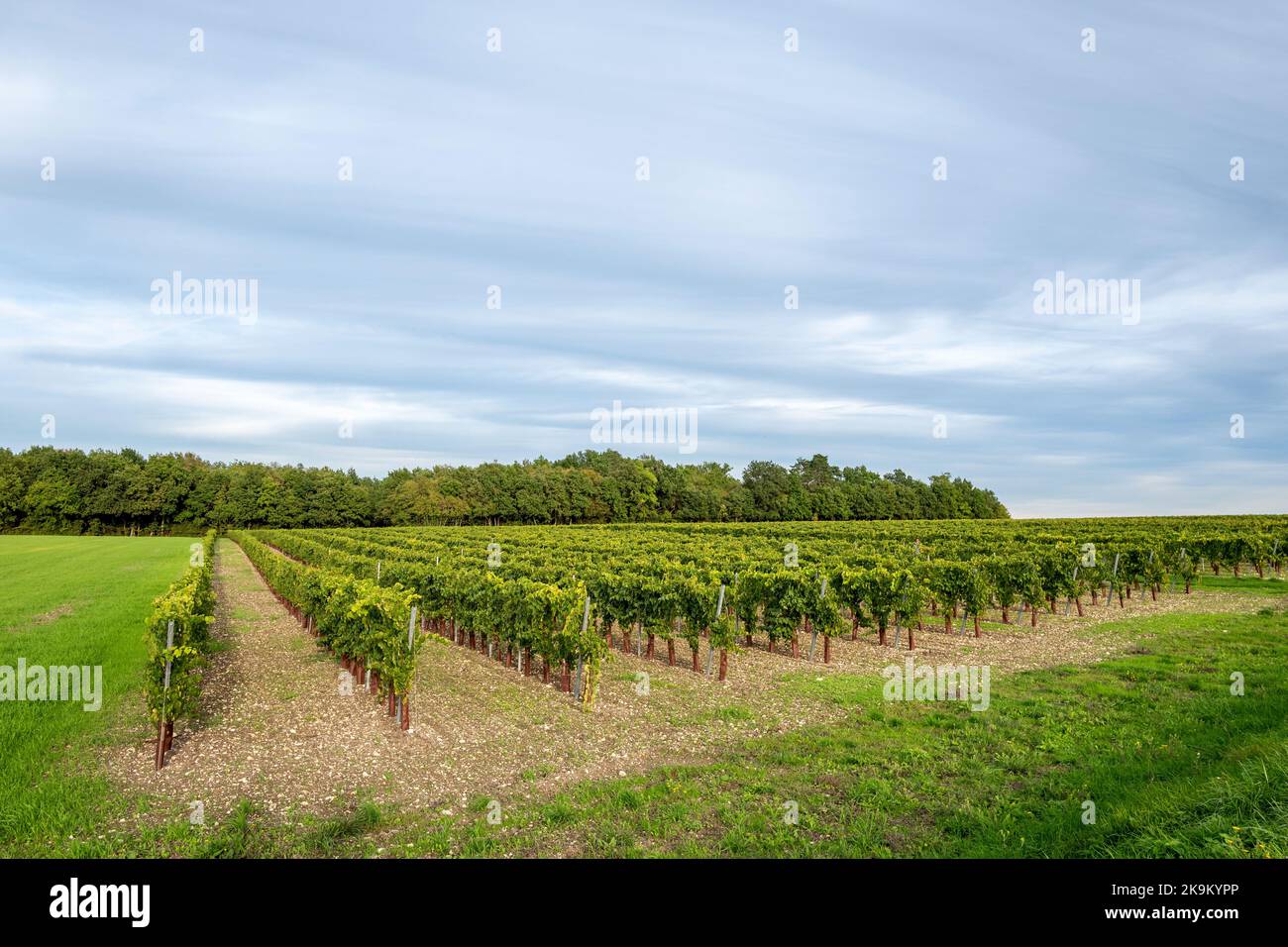 Lachaise, October 22nd 2022: Vines in the Charente Stock Photo