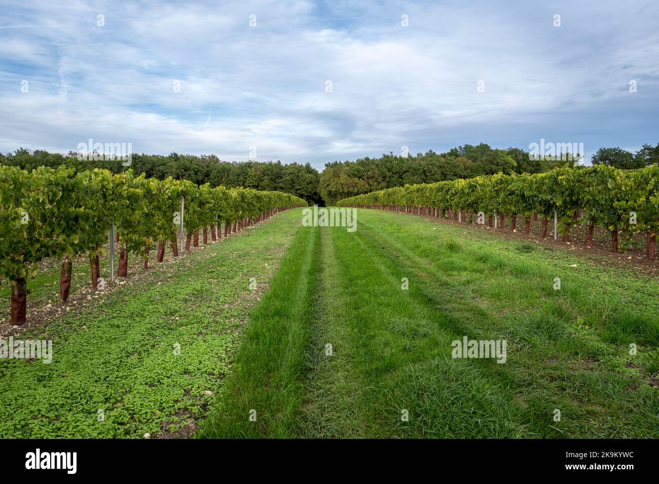 Lachaise, October 22nd 2022: Vines in the Charente Stock Photo