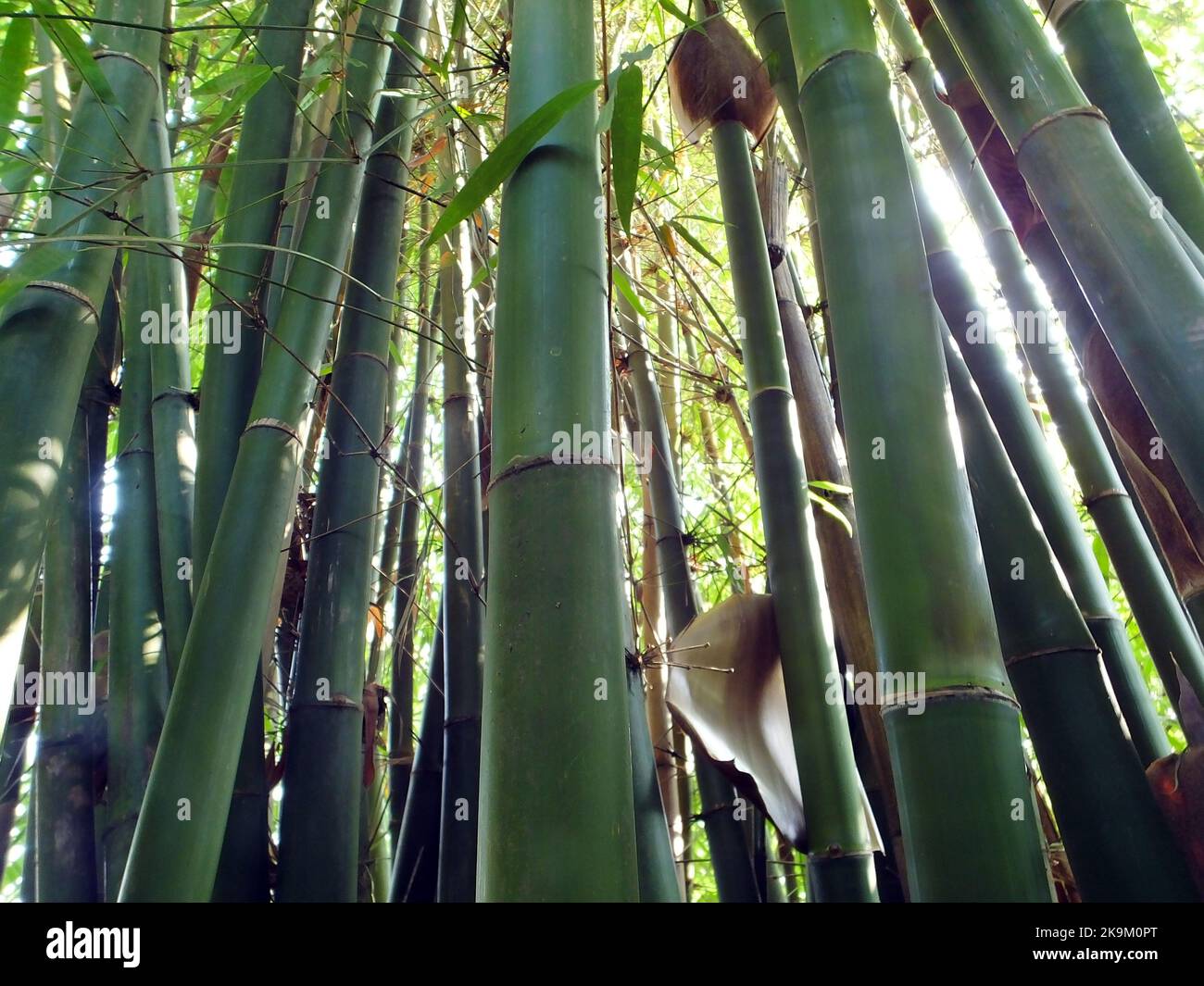 A bamboo forest is seen in Yichang, Hubei province, China, Oct 23, 2022