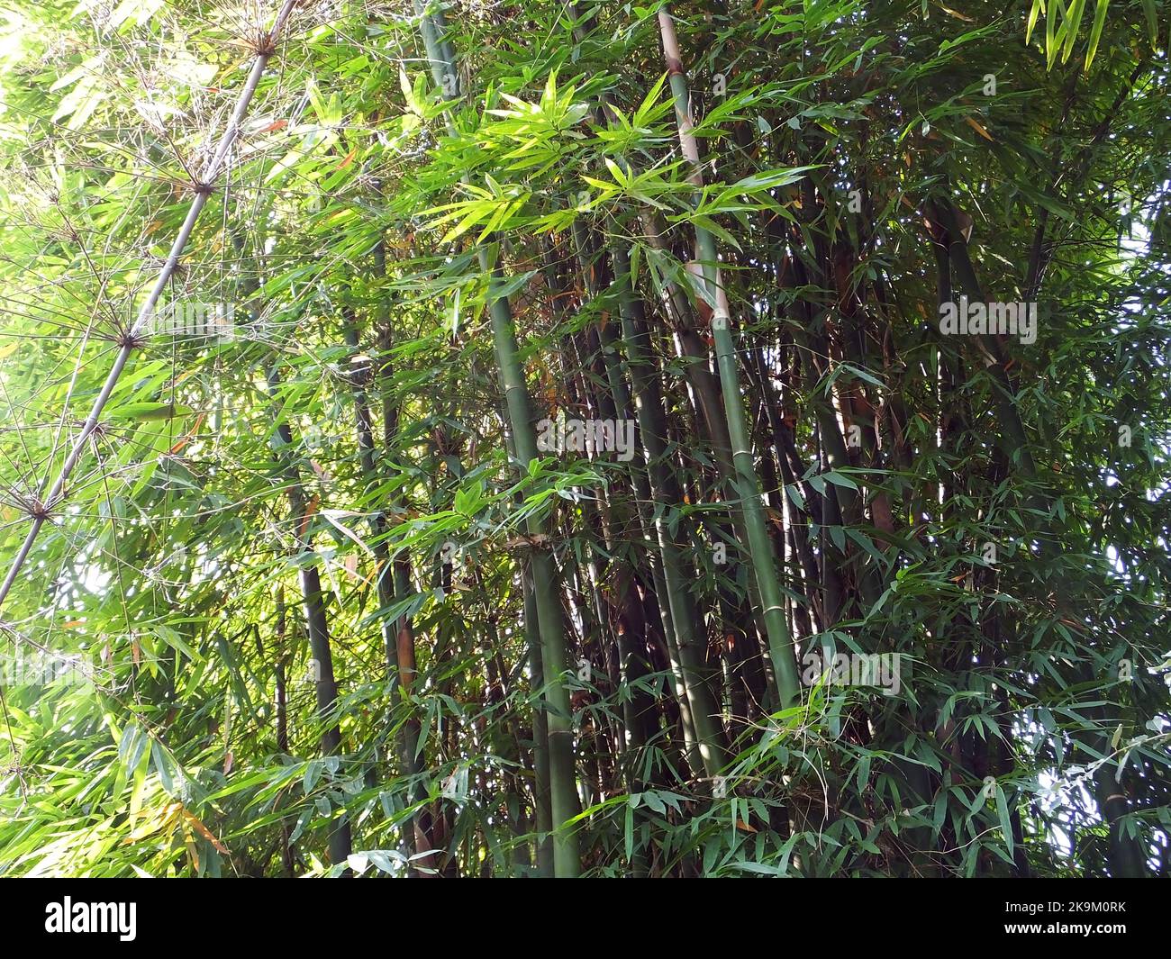 A bamboo forest is seen in Yichang, Hubei province, China, Oct 23, 2022
