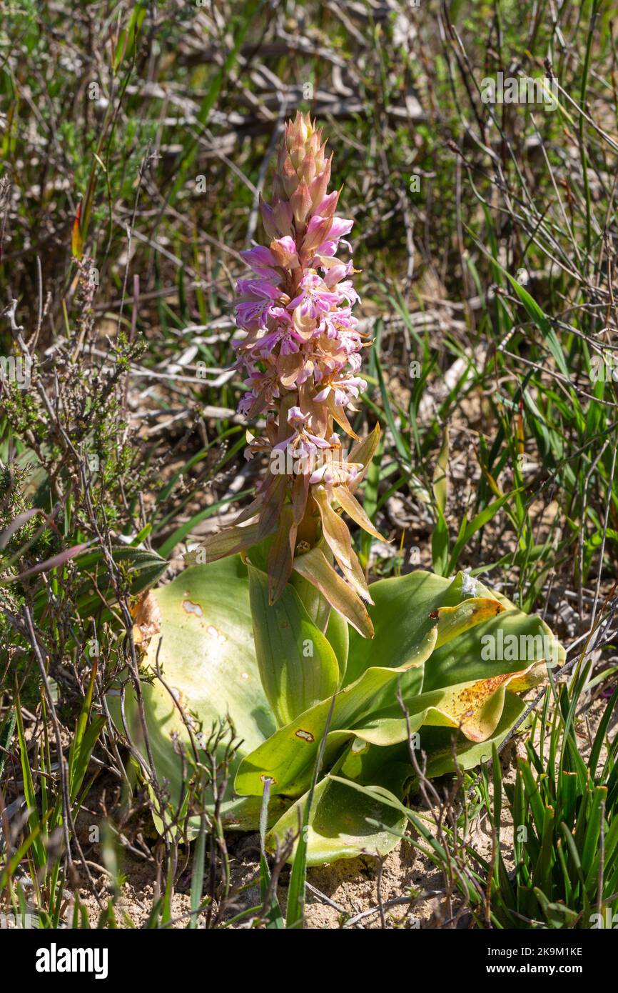 Flowering Lachenalia sp. in natural habitat close to Malmesbury in the Western Cape of South Africa Stock Photo
