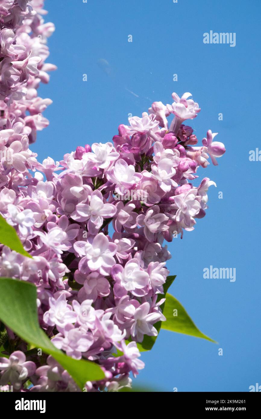 Bright, Pink, Lilac, Syringa, Beautiful, Syringa vulgaris, Fragrant, Syringa lilac, Light, Flowers Syringa 'Zarya' Stock Photo