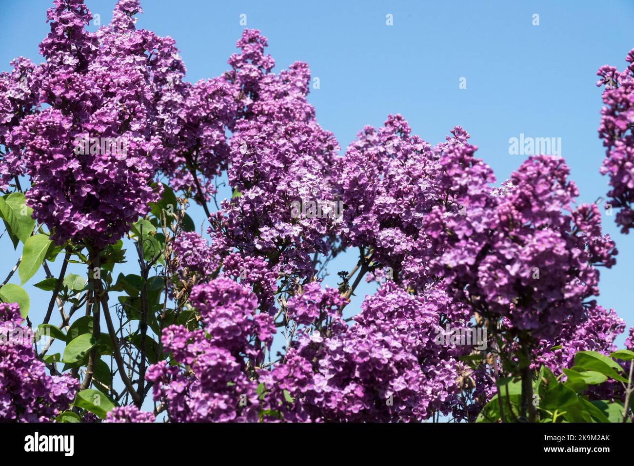 Common Lilac, Flowering shrub, Fragrant, French lilac, Vibrant, Flowers, Syringa vulgaris 'Etna', Lilacs, Skies Stock Photo