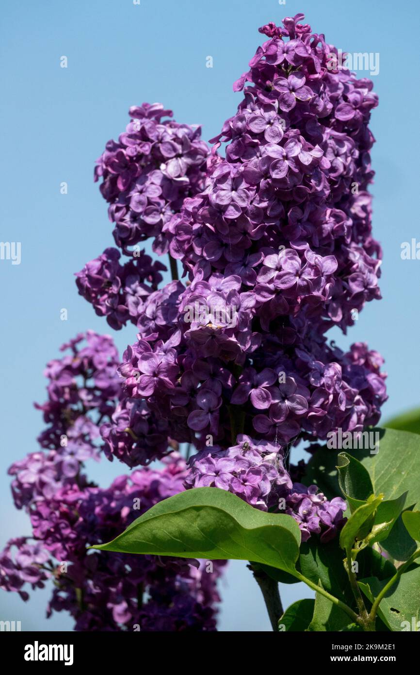 Syringa 'Danton', French lilac, Scented, Lilac, Flower, Spring, Attractive, Blossoms, Syringa vulgaris, Plant Stock Photo