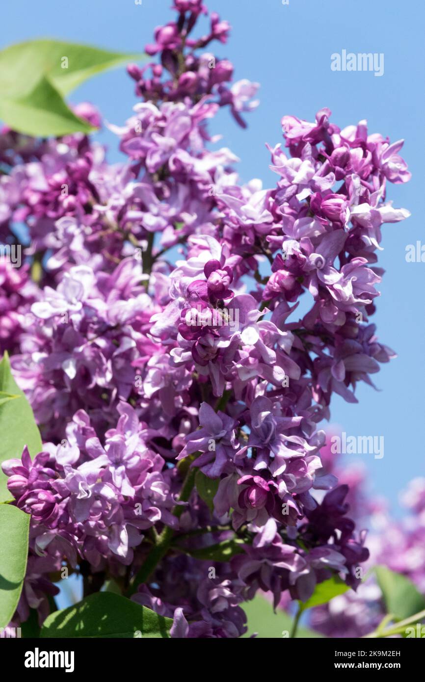 Beautiful, Lilac, French lilac, Lilac syringa, Flowers, Flowering, Blossoms, Portrait, Light, Purple Flower, Syringa 'Lesostepnaja' Stock Photo