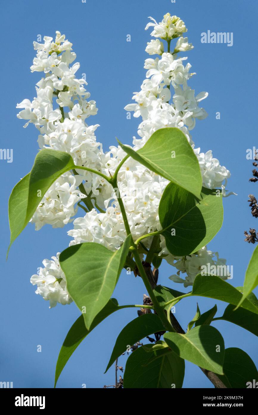 Vivid, White, Syringa Taglioni, Lilac, Fragrant, Flowers Stock Photo