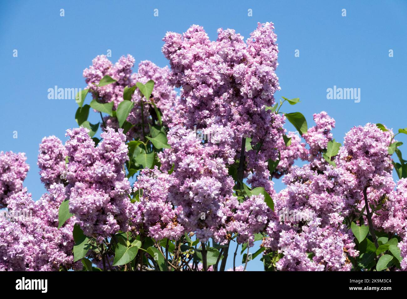 Spring, Flowering shrub, Lilac syringa, Light, Pink, Syringa vulgaris, Beautiful, Blooming, Fragrant, Lilac Stock Photo