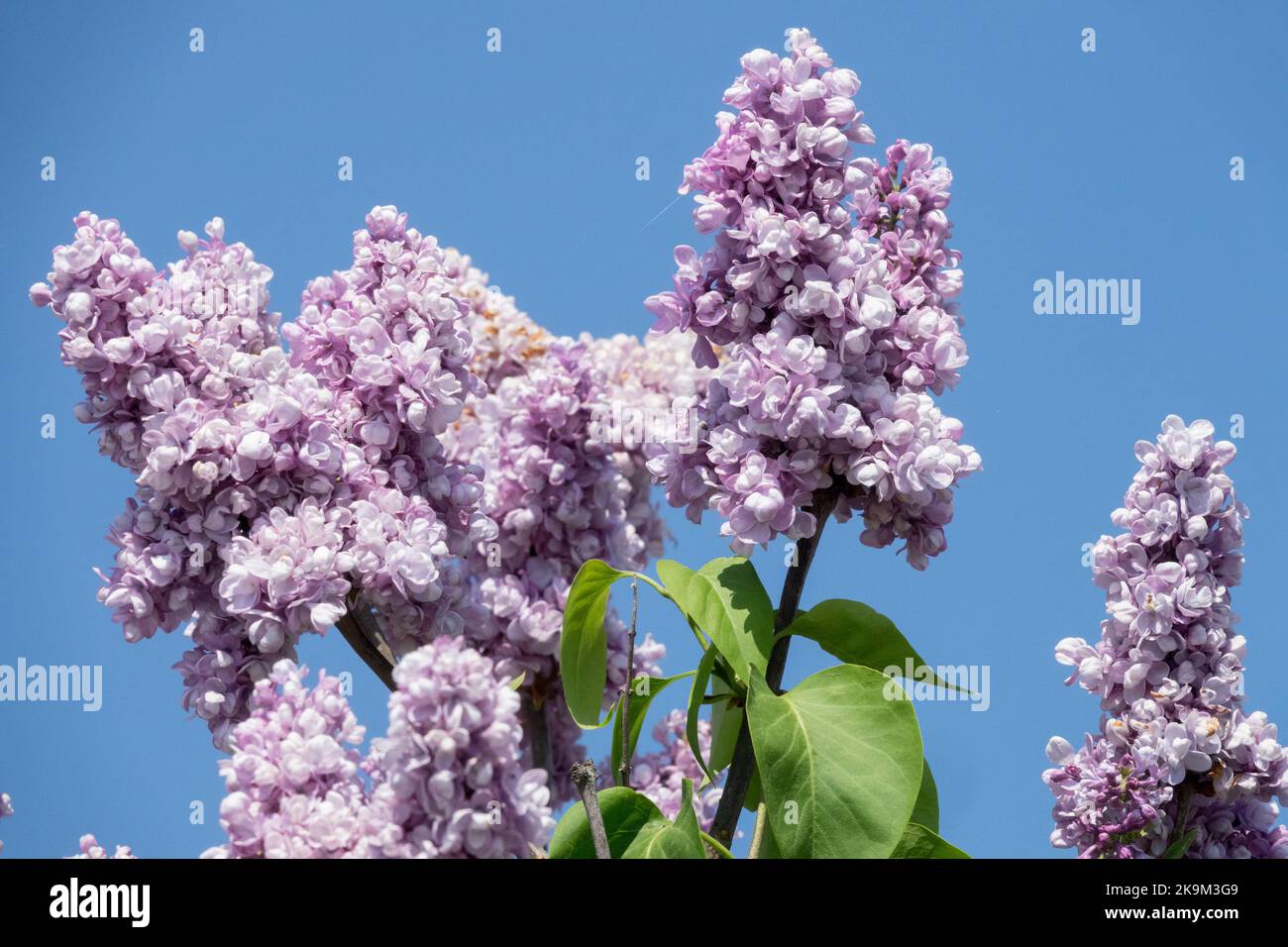 Flowering, Shrub, Lavender, Panicles, Scent, Lilac, Fragrant, French lilac, Syringa Perle von Stuttgart Stock Photo