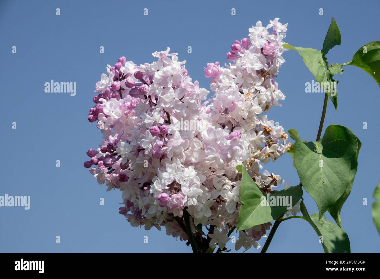 Syringa x hyacinthiflora, Flower, Fragrant, Blooms, Scented, Syringa 'Sweetheart', Lilac, Aromatic, Plant, Blooming Stock Photo