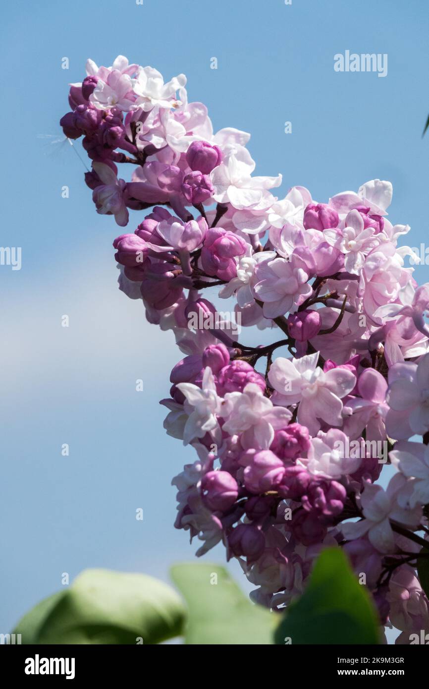Bright, Flower, Common Lilac, Portrait, Syringa x hyacinthiflora, Beautiful, Bloom, Syringa, Terminal, Panicle Stock Photo