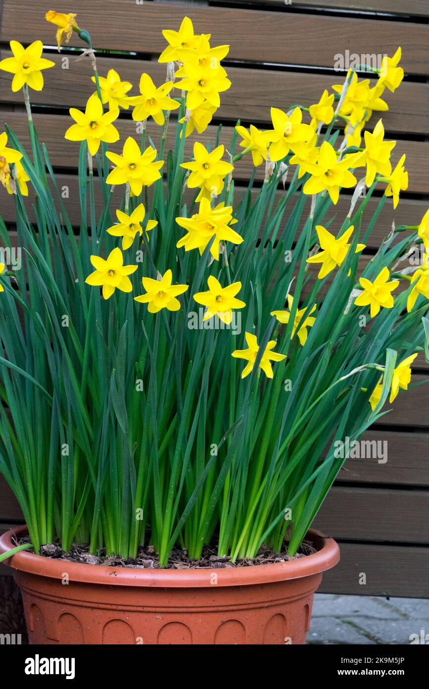 Narcissus Daffodils Pot yellow flowers in pot blooming Stock Photo