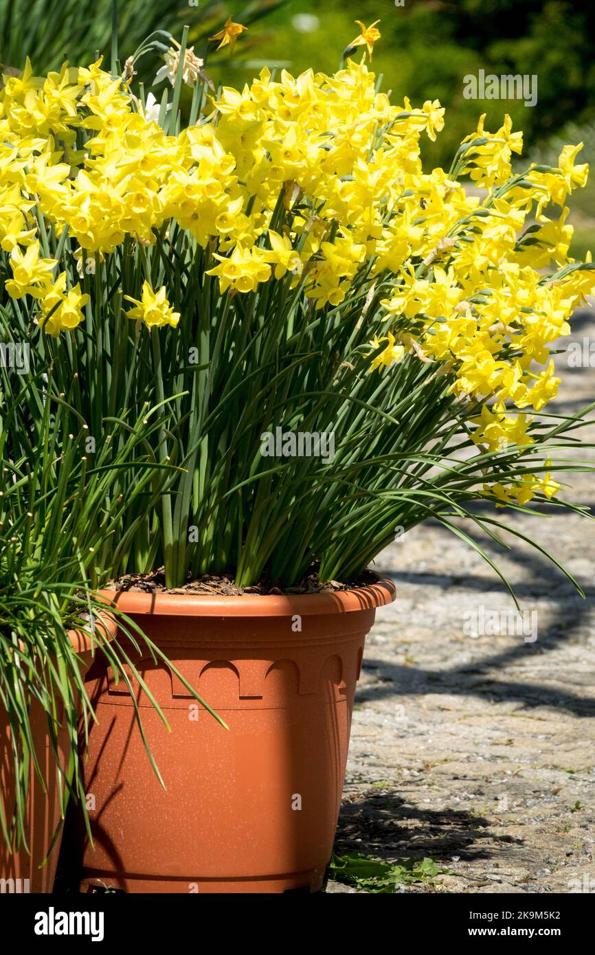 Spring, Daffodils in a pot, Daffodils, Yellow, Bloom, Narcissus, Pot, Flowering, Plant, Flowers container Stock Photo