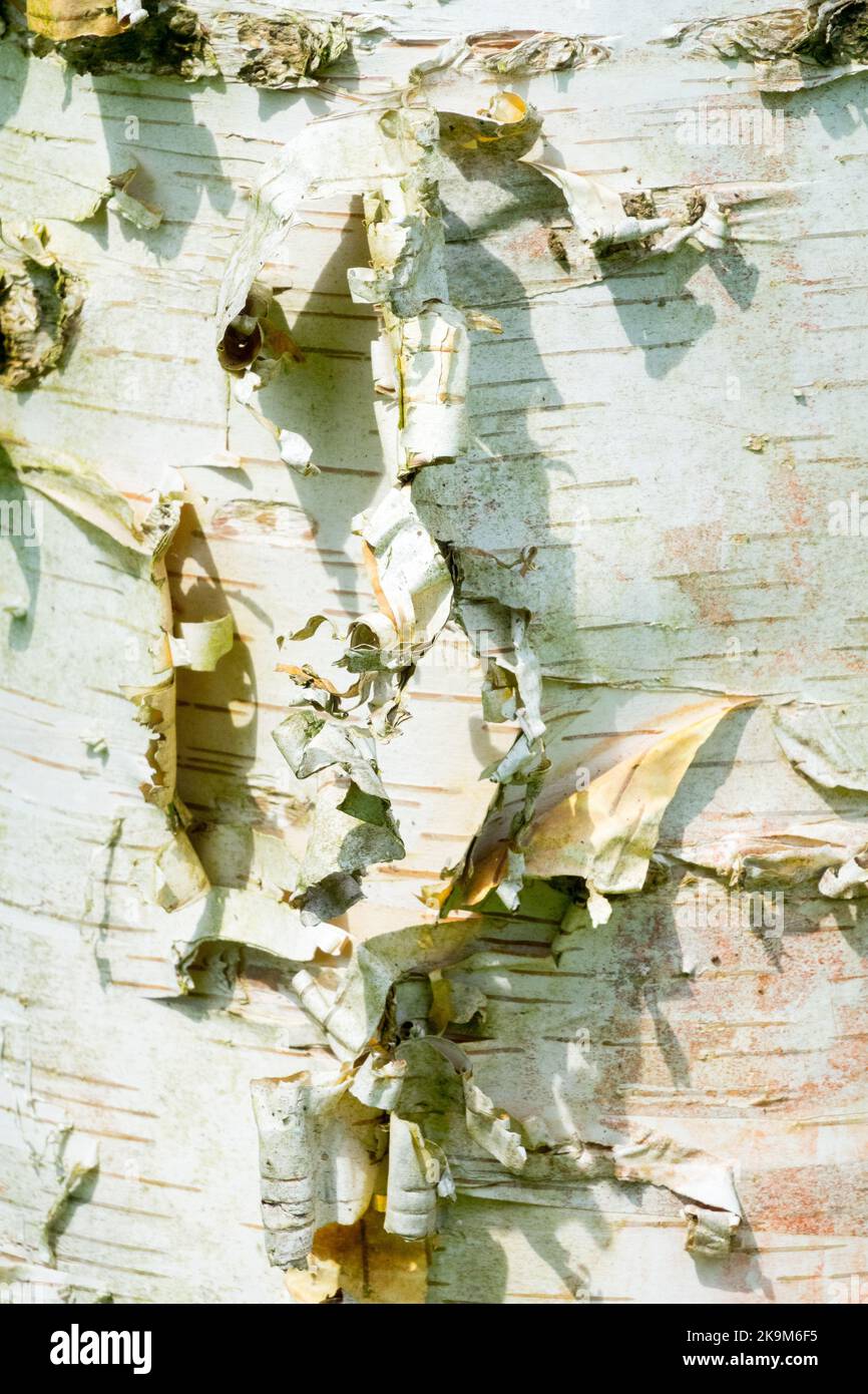 Betula papyrifera, Bark, Birch, Tree bark, Trunk, Texture, Tree trunk