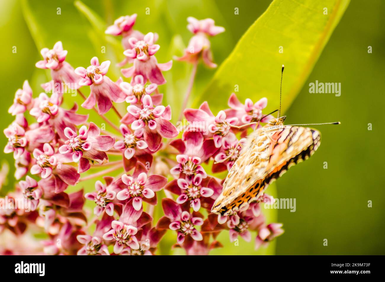 A nice butterfly (Vanessa cardui) on white flowers and green background. Stock Photo