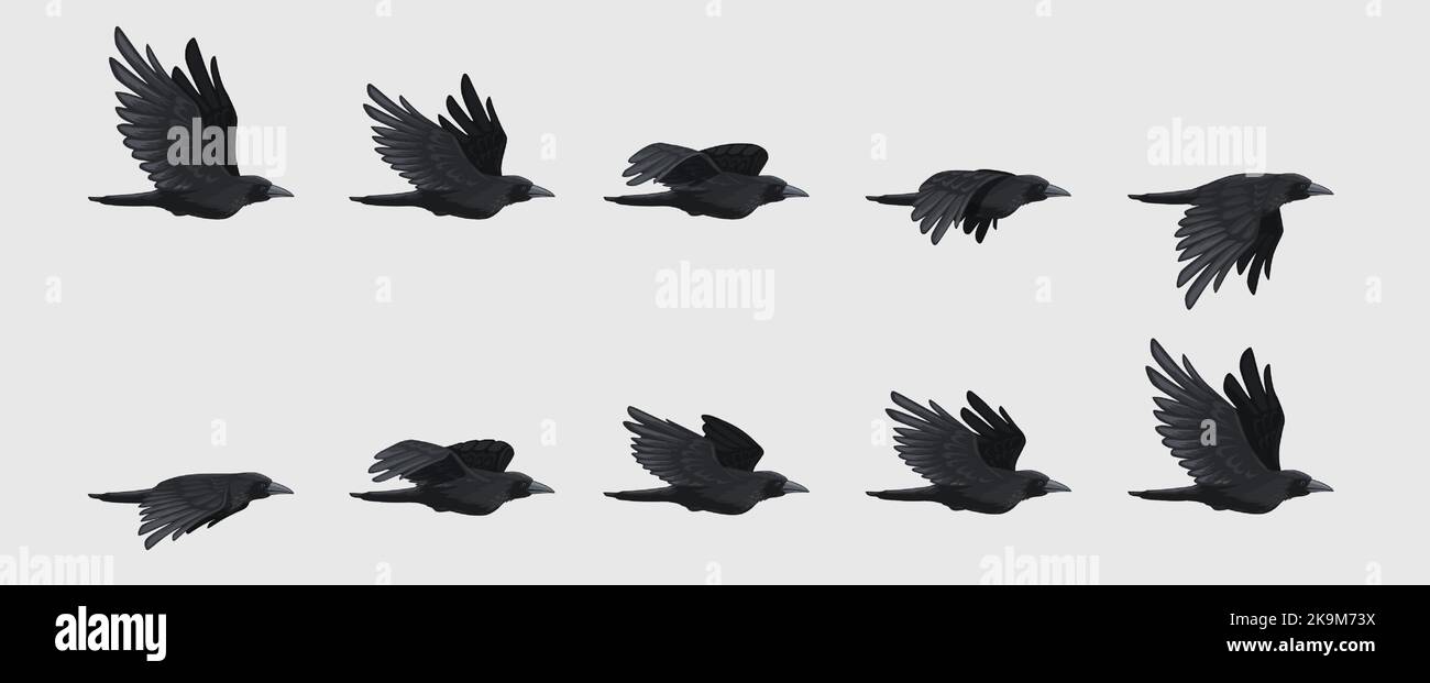 Bird flight sequence isolated Stock Vector Images - Alamy