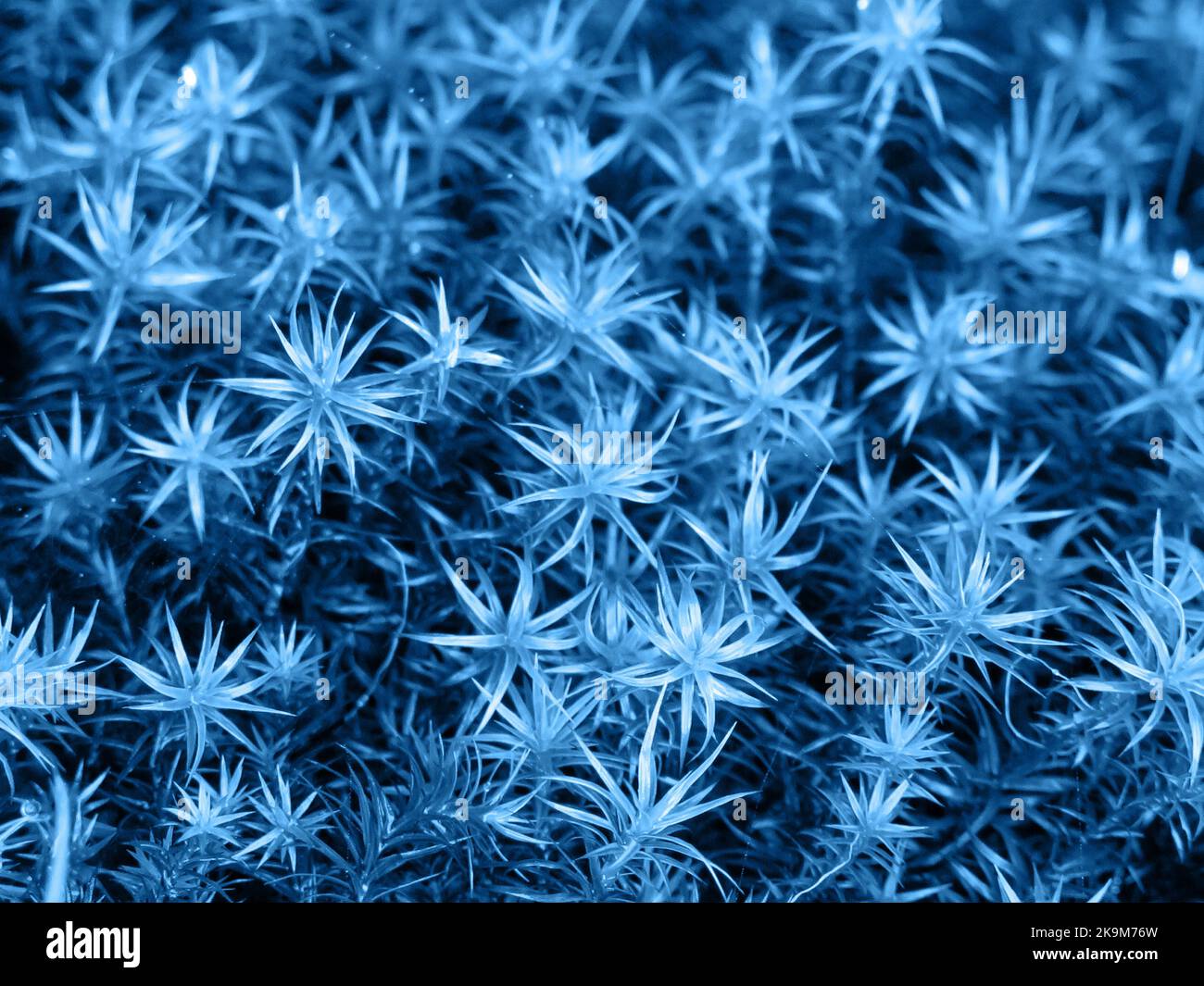 Bog haircap moss or an evergreen grass in blue color. Polytrichum strictum. Nature background pattern closeup Stock Photo