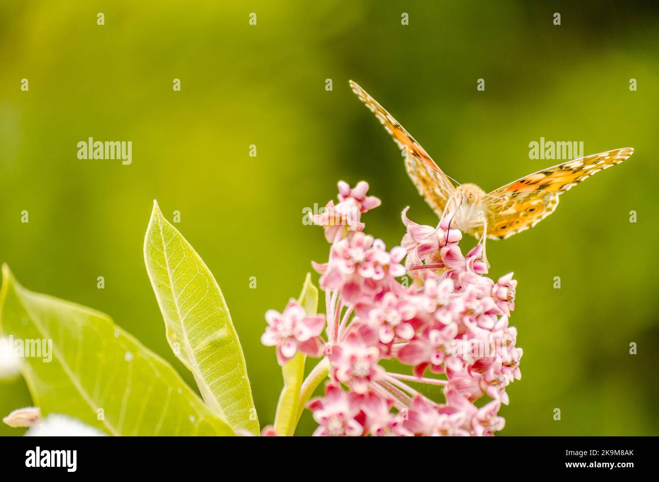 A nice butterfly (Vanessa cardui) on white flowers and green background. Stock Photo