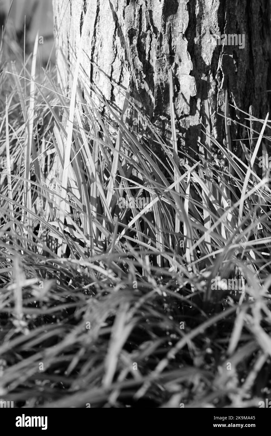 Grasses texture Black and White Stock Photos & Images - Alamy
