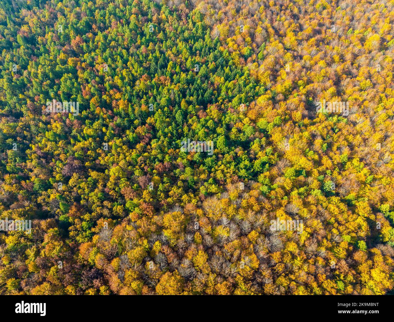 Aerial autumn uk wood hi-res stock photography and images - Alamy