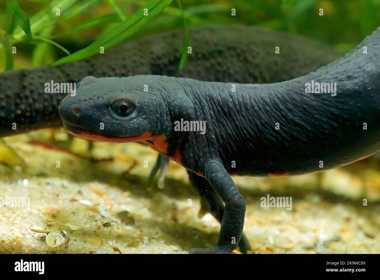 Closeup on an aquatic dark black adult Chinese firebellied newt, Cynops orientalis underwater Stock Photo