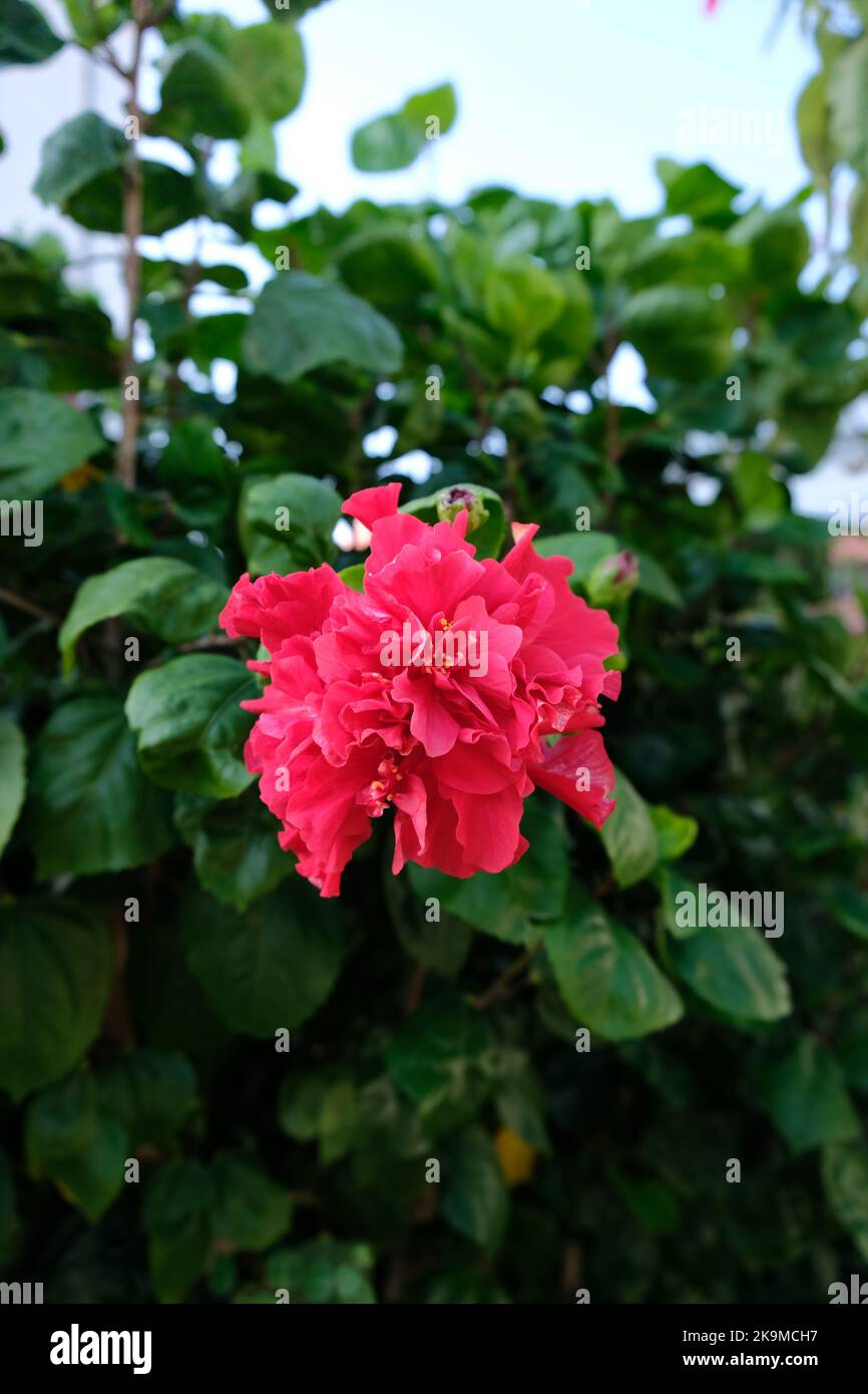 Tree and Flowers Greenery in ShaTin Park New Territories Hong Kong