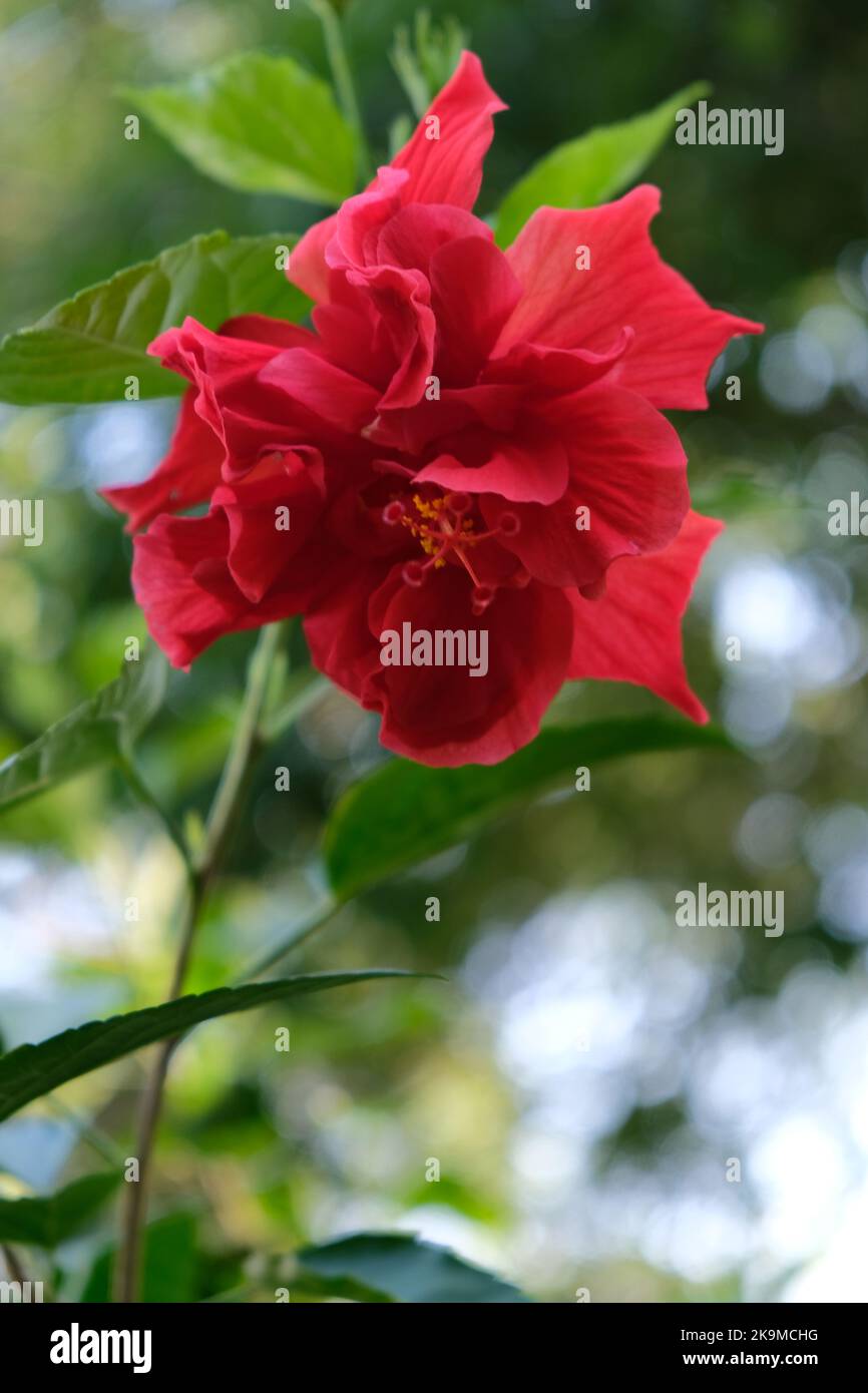 Tree and Flowers Greenery in ShaTin Park New Territories Hong Kong