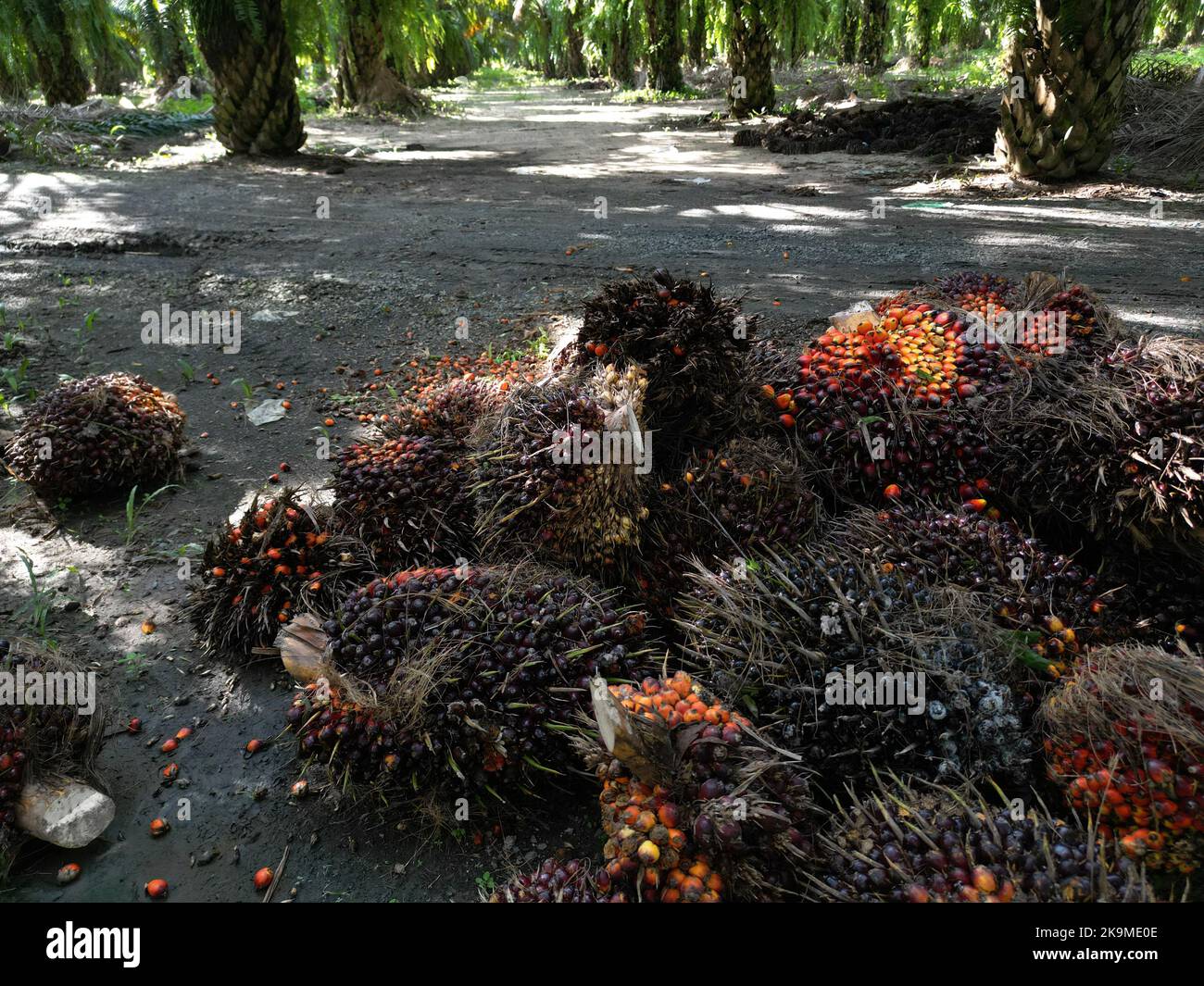 Palm oil fruits on the ground in the plantation Stock Photo