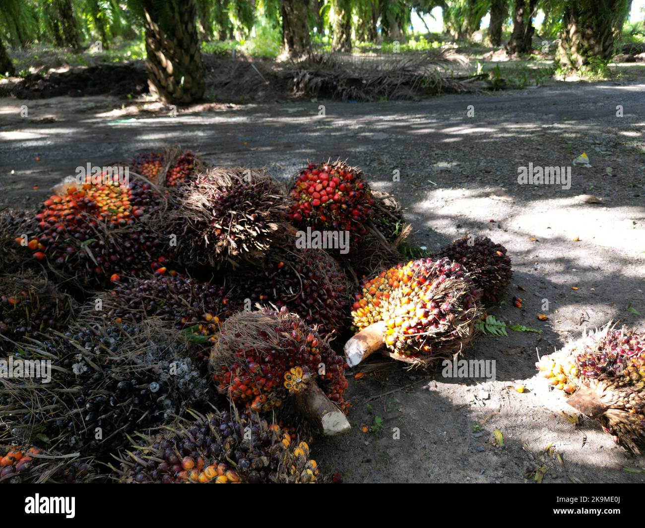 Palm oil fruits on the ground in the plantation Stock Photo