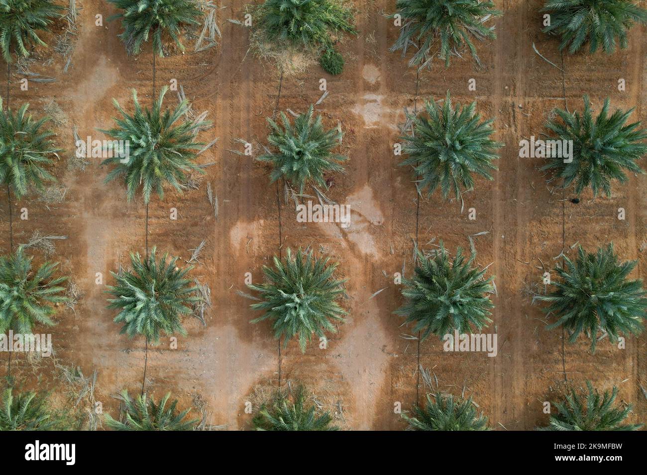Top view of a large date Palms plantation in the desert. Stock Photo