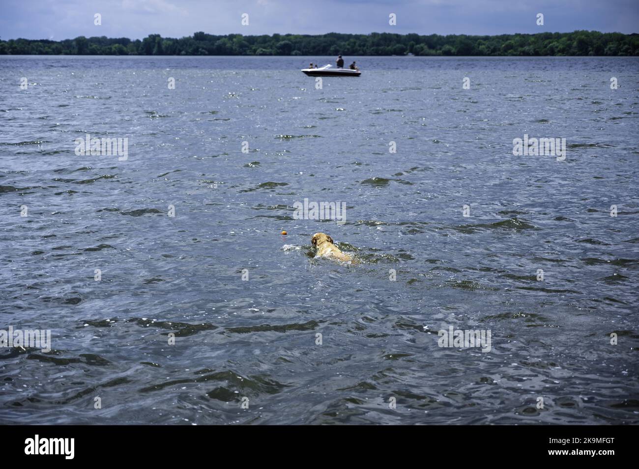 Dog swimming towards a floating toy while playing fetch. Stock Photo