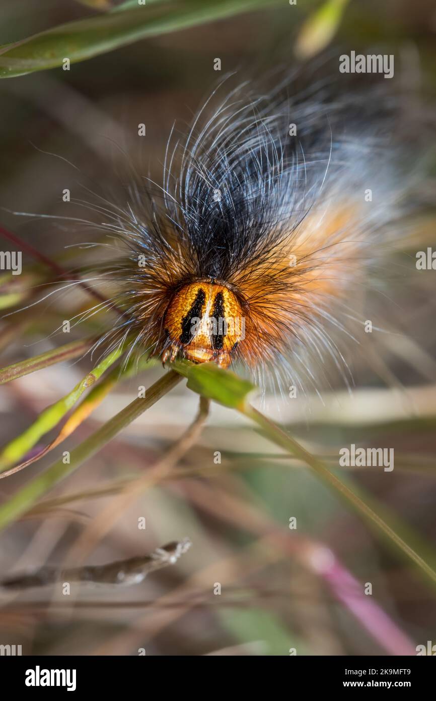 Orange and black, Mountain White Spot caterpillar (Mesocelis monticola