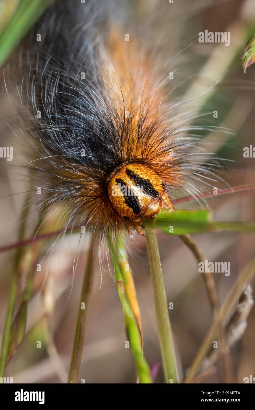 Orange and black, Mountain White Spot caterpillar (Mesocelis monticola