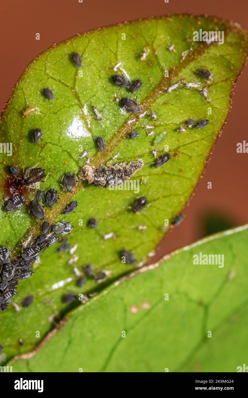 (Aphis armate) Grey stripped aphids feeding, Cape Town, South Africa Stock Photo