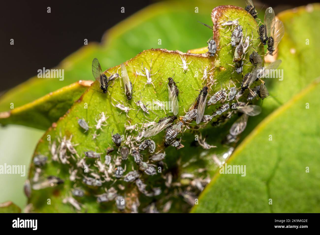 (Aphis armate) Grey stripped aphids feeding, Cape Town, South Africa ...