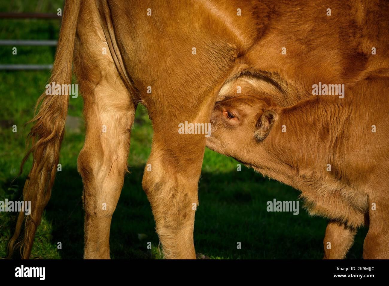 Sunlit brown cow & small cute newborn calf standing outside in farm field (hungry thirsty youngster, mother's milk, close-up) - Yorkshire England, UK. Stock Photo